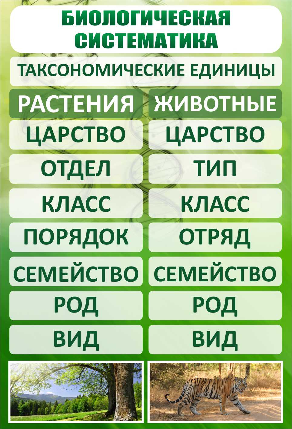 Стенд Биологическая систематика купить в Перми заказать изготовление