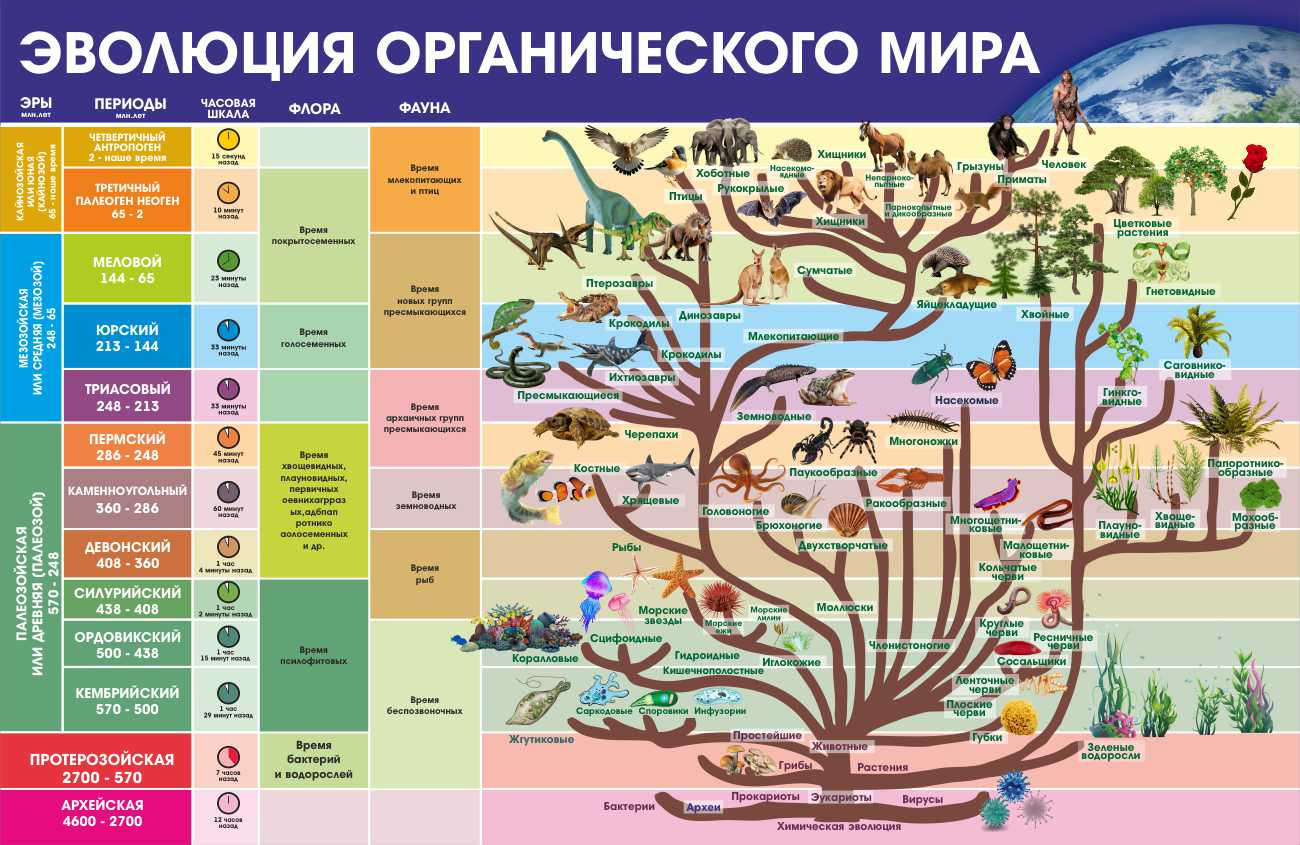 Информация стенд Эволюция органического мира купить в Перми